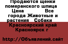 Продаются щенки померанского шпица › Цена ­ 45 000 - Все города Животные и растения » Собаки   . Красноярский край,Красноярск г.